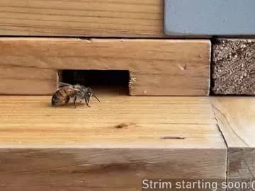 booker_baxton on Chaturbate 