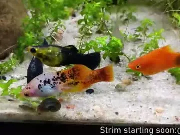 booker_baxton — Remember when getting your dick sucked was the biggest scandal :) #uncut #young #gay #bi #twink