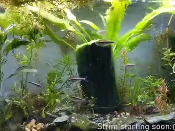 booker_baxton on Chaturbate 