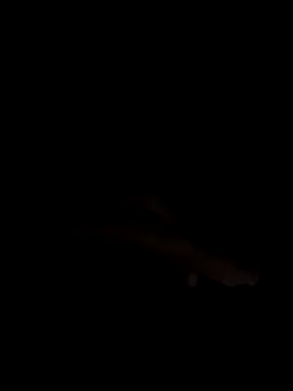 PEACHY439 — Paja en vivo